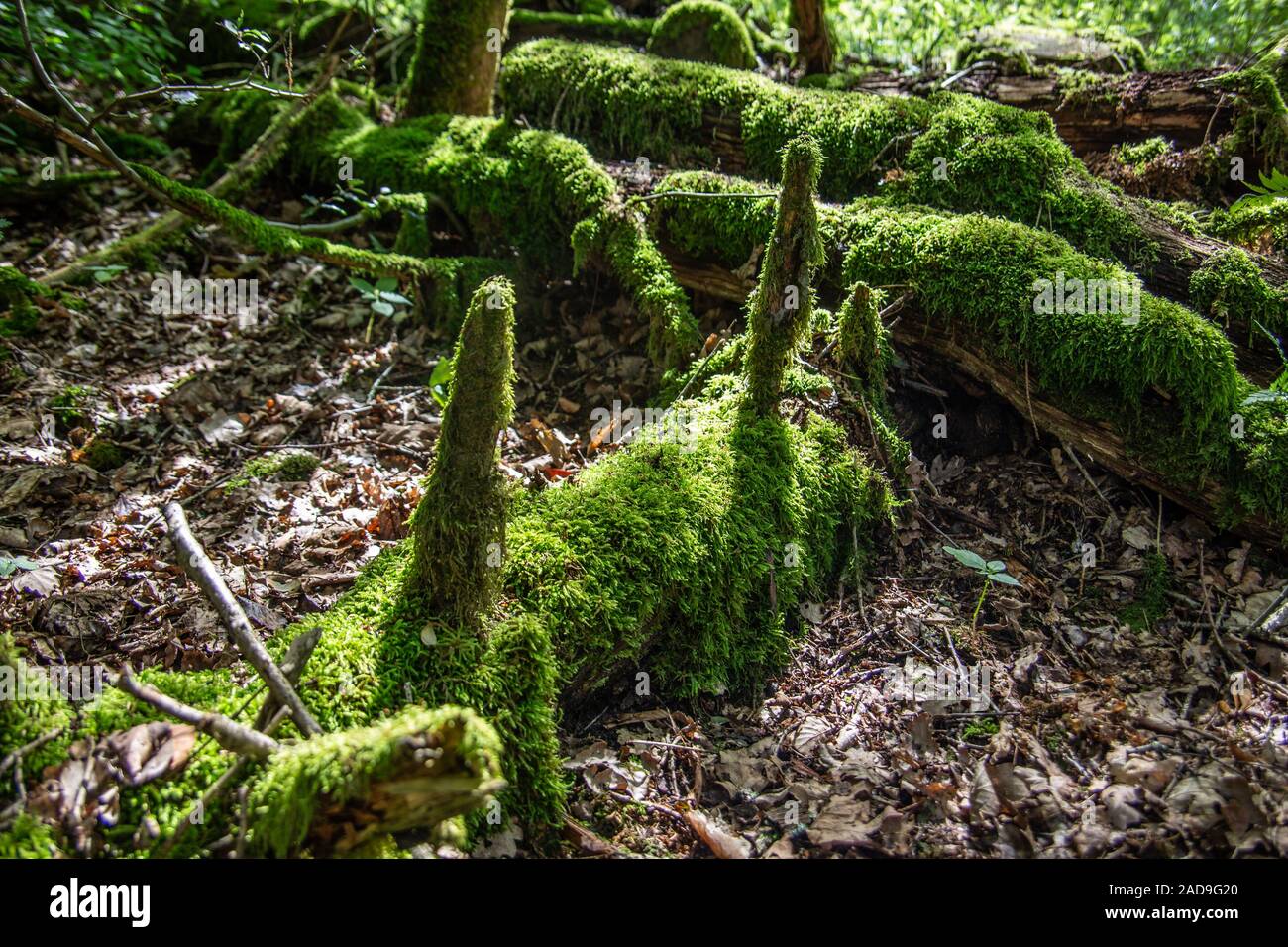 Waldboden mit Moos überwachsen Baumstämme Stockfoto