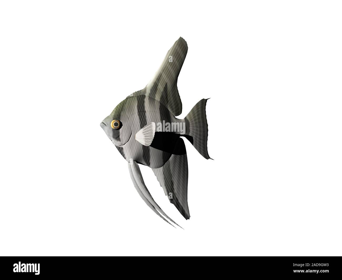 Tropische ornament Fische mit Flossen Stockfoto