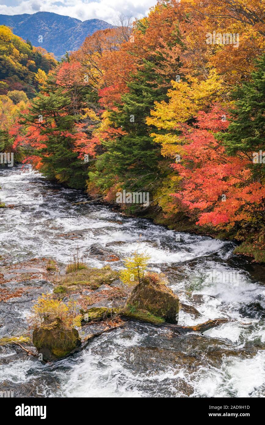 Herbst Wald Nikko Japan Stockfoto