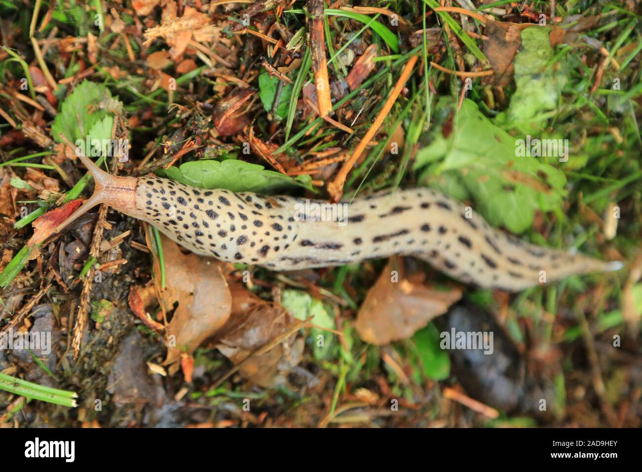 Tigerschnegel, Leopard slug, Limax maximus Stockfoto