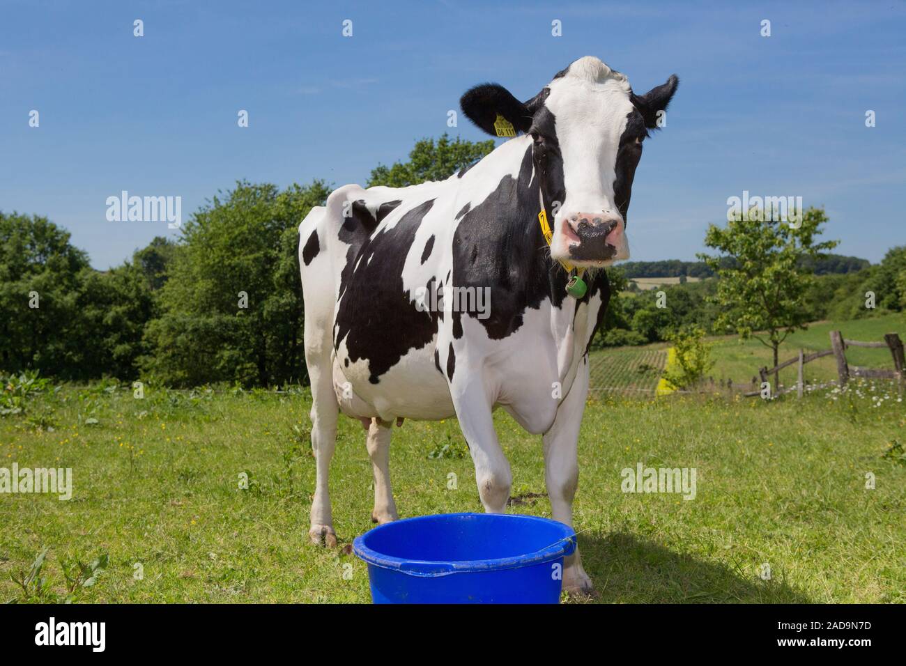 Schwarze und farbige Milchvieh, Milchkuh Stockfoto