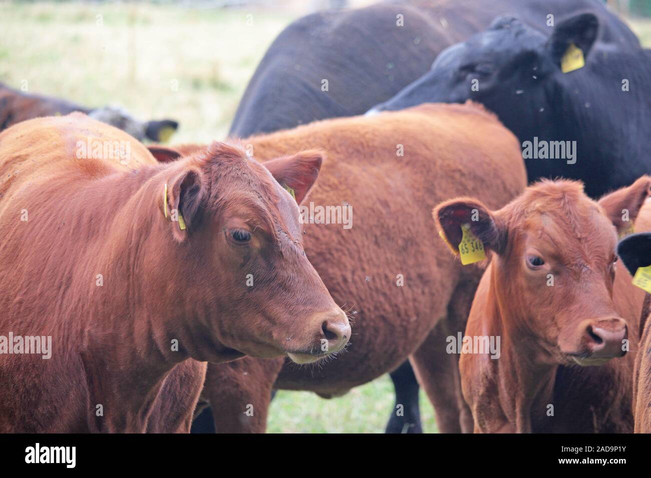 Angus Rinder Stockfoto