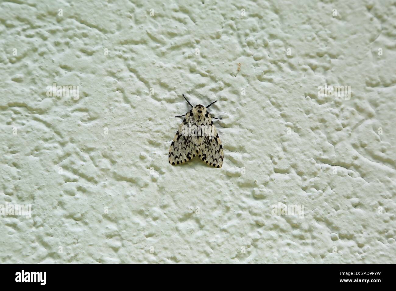 Nonne, Motten und Wald Pest, Motten, Lymantria monacha Kiefer Stockfoto