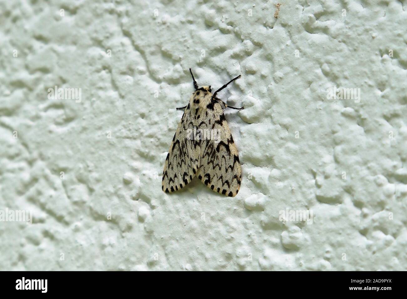Nonne, Motten und Wald Pest, Motten, Lymantria monacha Kiefer Stockfoto