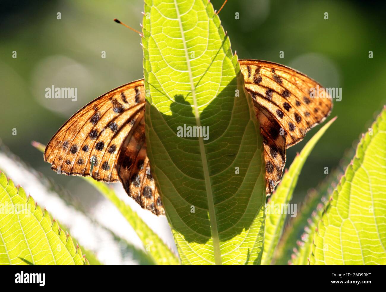 Perlmutt Schmetterling Stockfoto