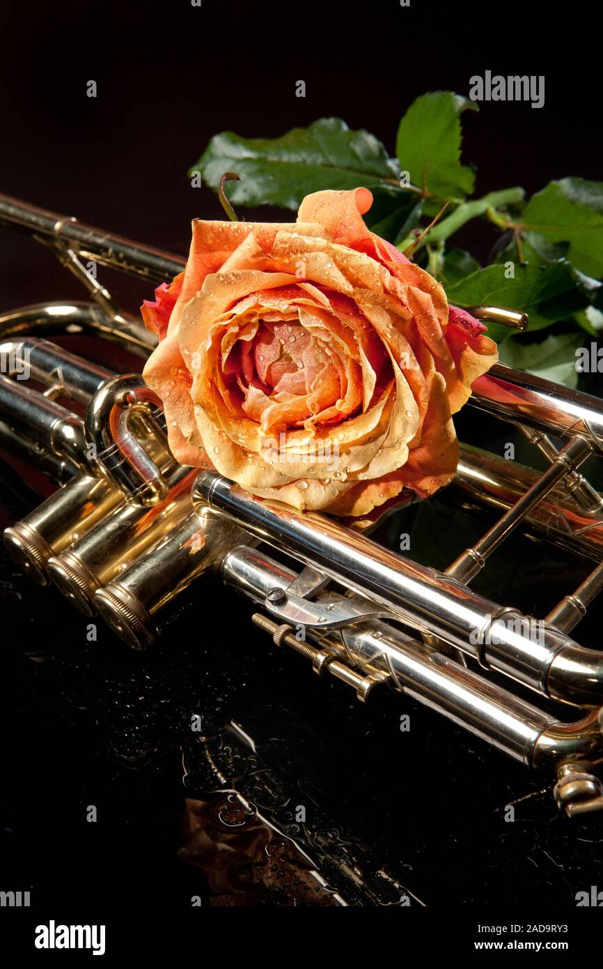 Rose und Trompete Stockfoto