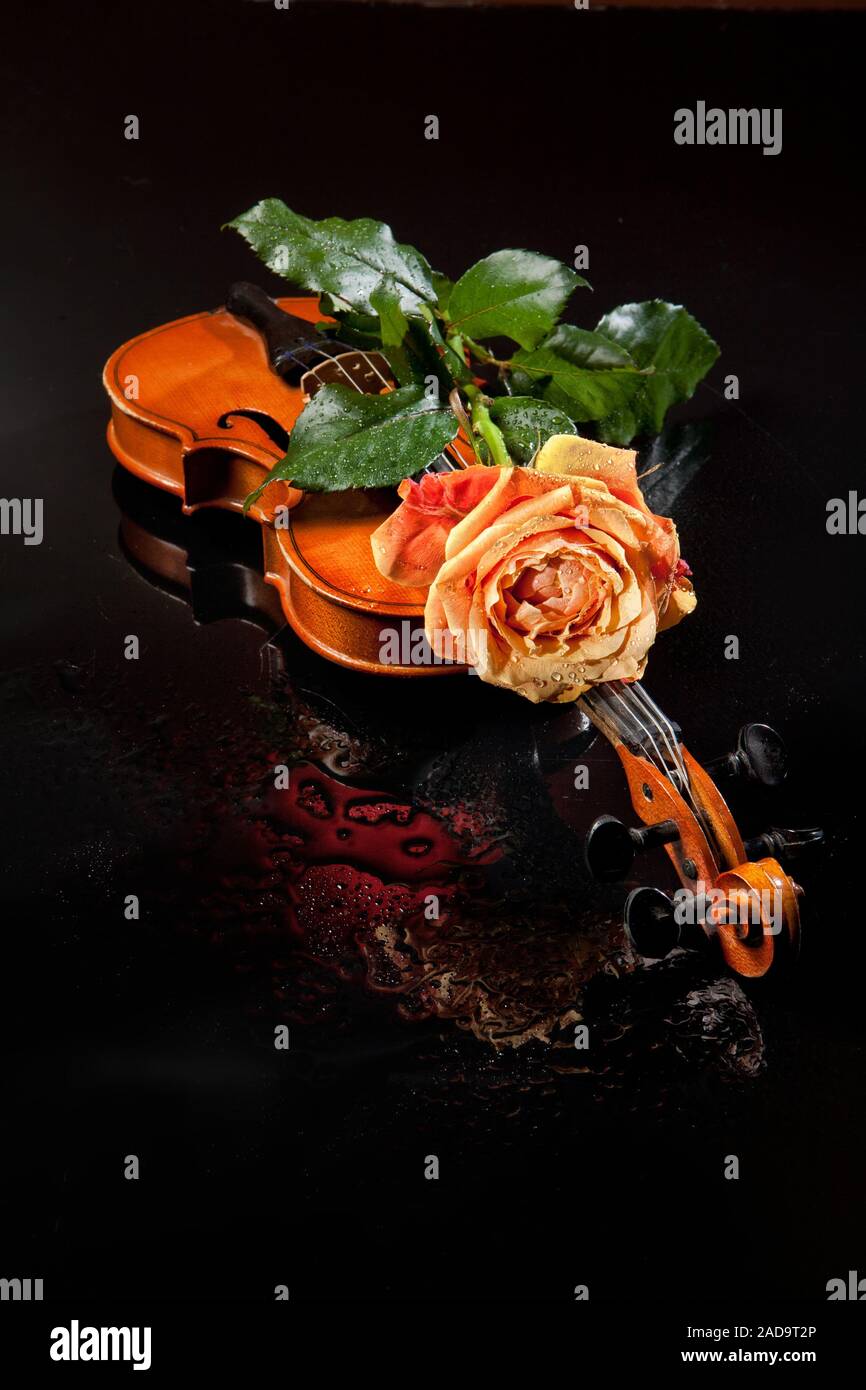 Rose und Violine Stockfoto