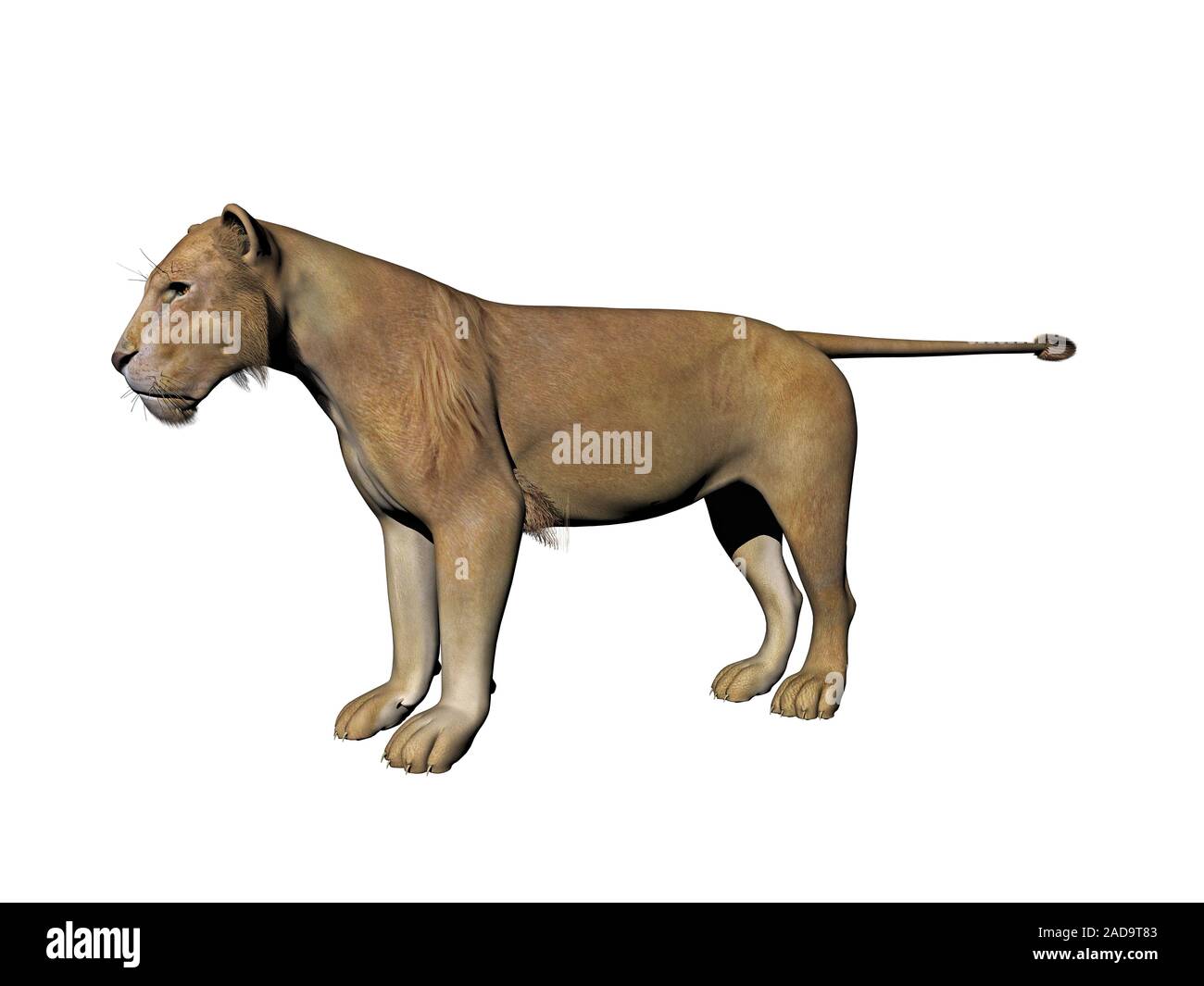 Löwe mit erhobenen Schwanz Stockfoto