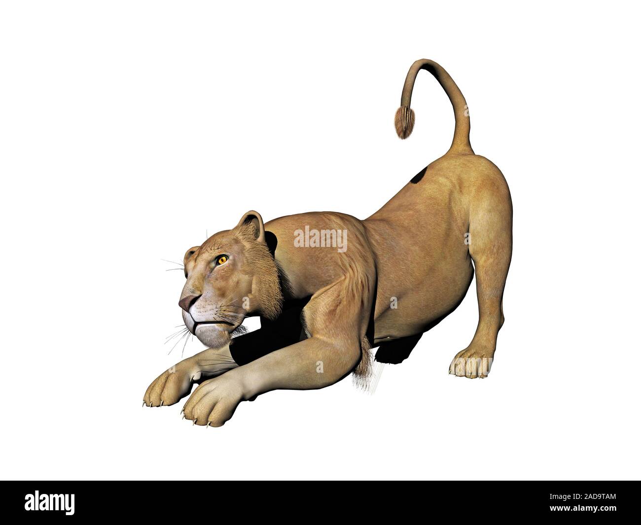 Leo ist bereit zu springen Stockfoto