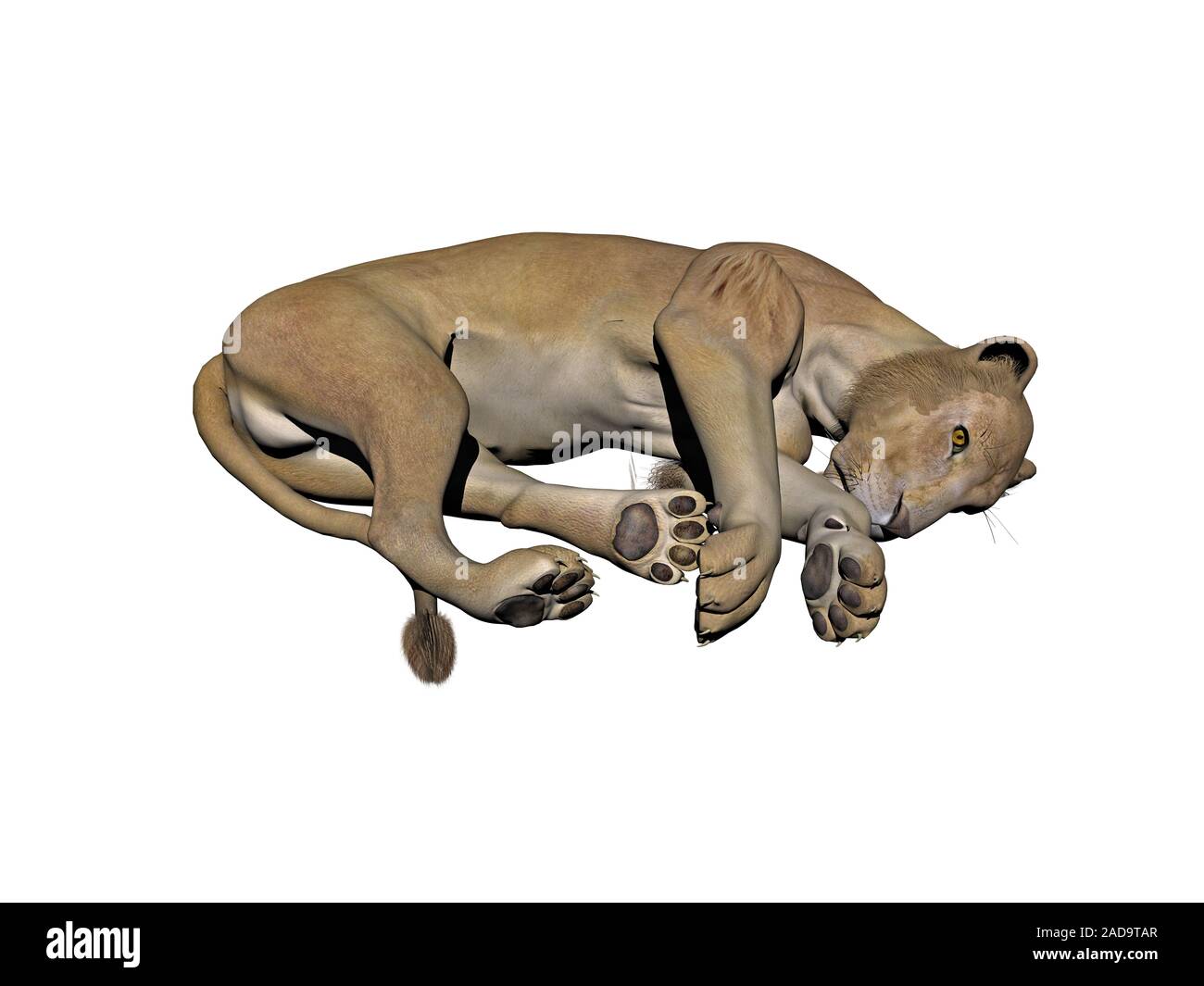 Lion ist schlafen Stockfoto