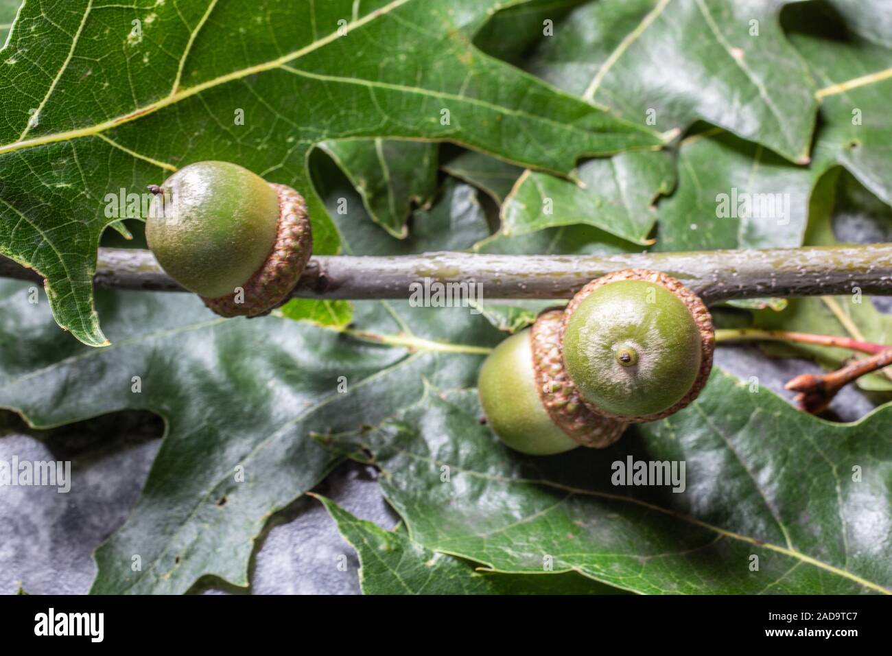 Eicheln auf Eiche Zweig im Herbst Stockfoto