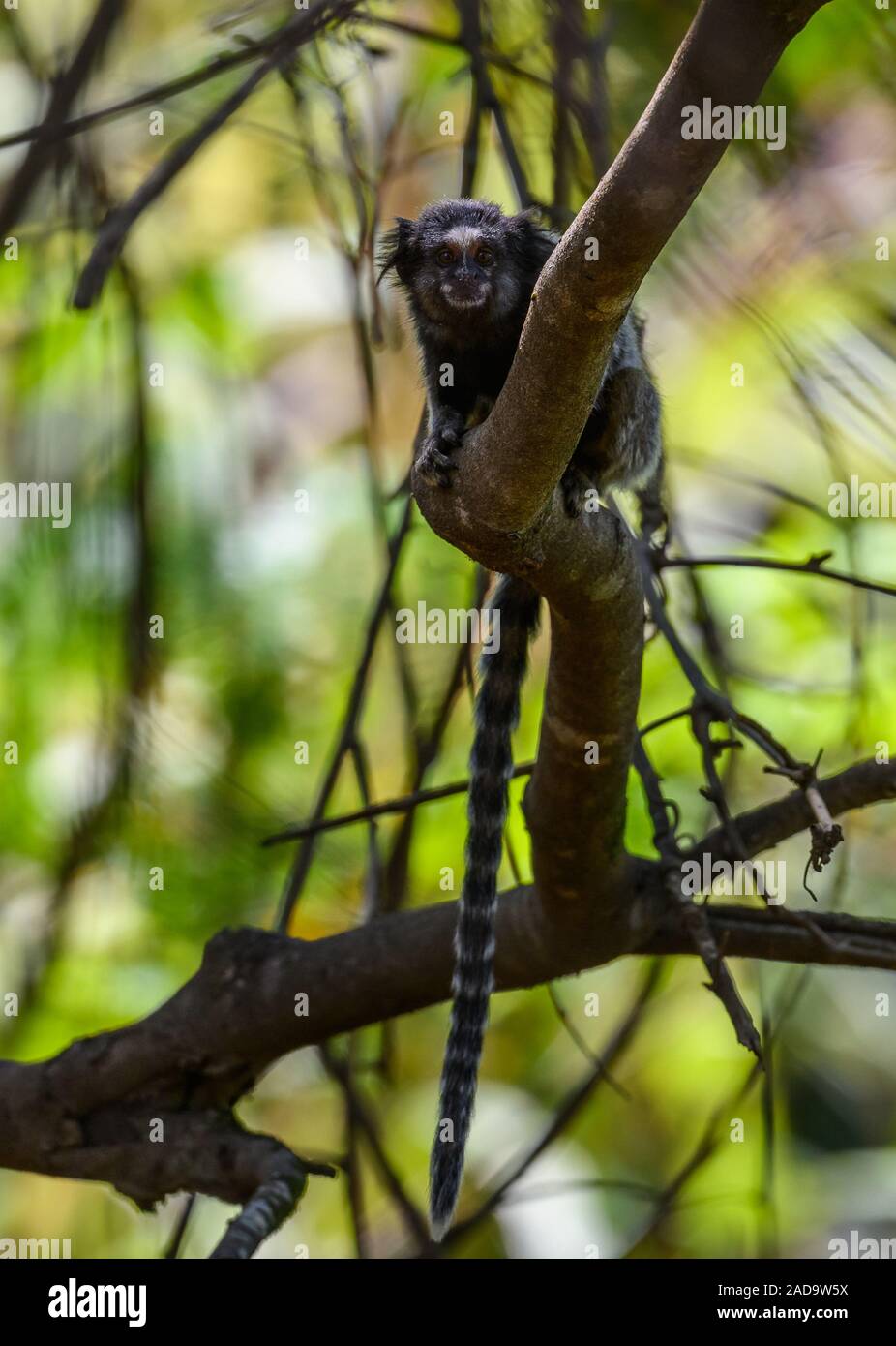 Wied Der marmosetten (Callithrix kuhlii) hat sehr an, der in der trockenen Wald begrenzt. Minas Gerais, NE Brasilien, Südamerika. Stockfoto