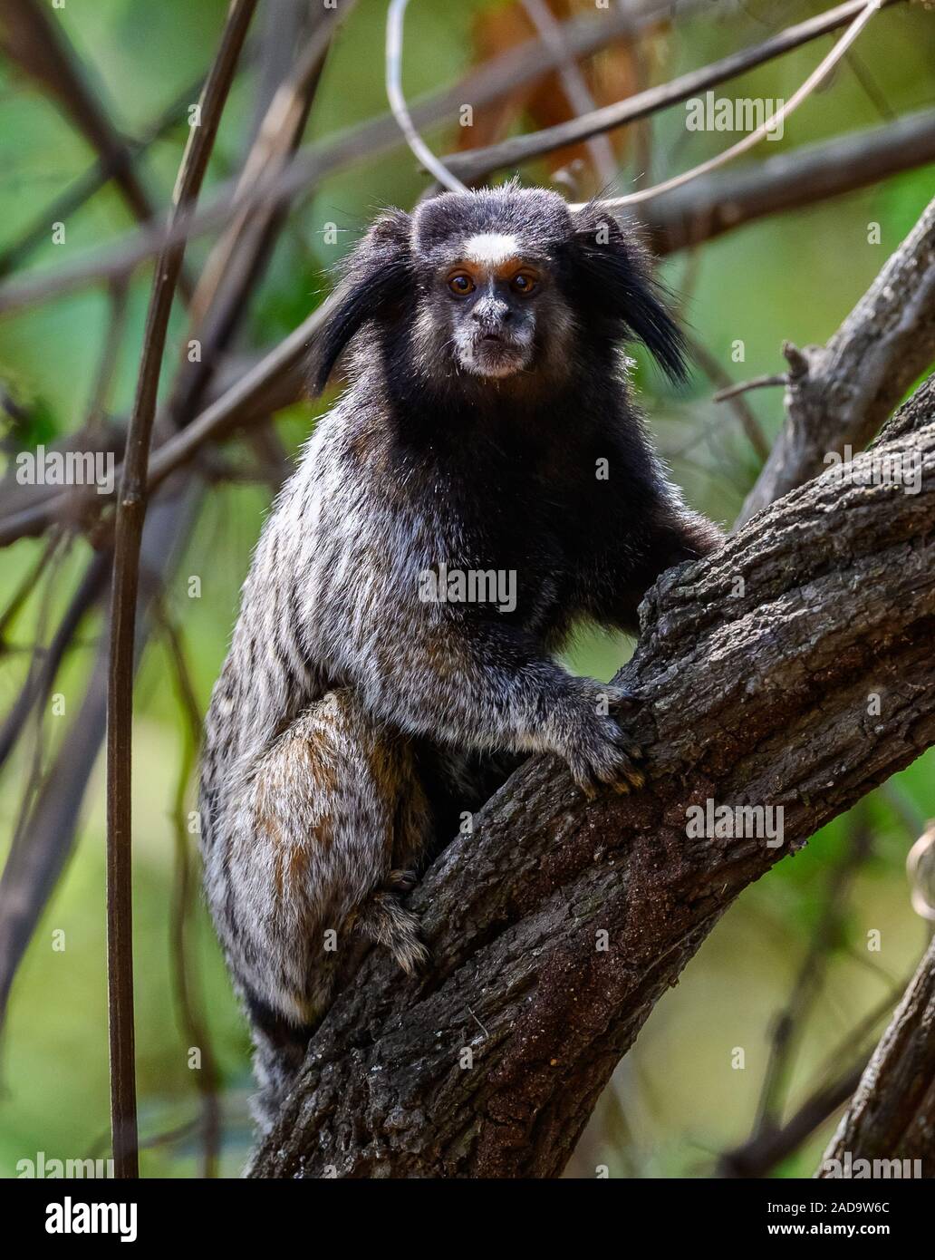 Wied Der marmosetten (Callithrix kuhlii) hat sehr an, der in der trockenen Wald begrenzt. Minas Gerais, NE Brasilien, Südamerika. Stockfoto