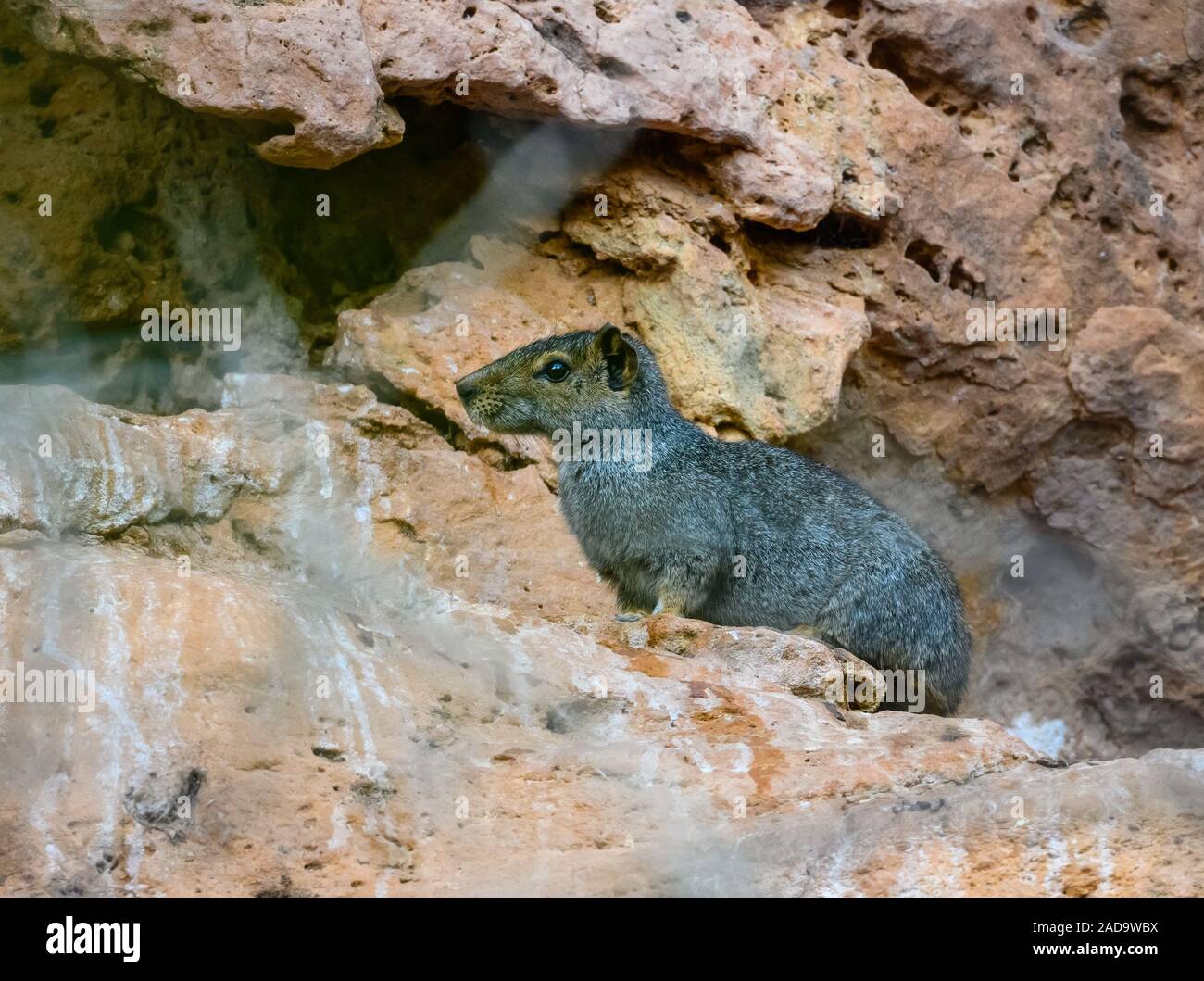 Ein Felsen Cavia oder Mocó (Kerodon rupestris) auf einem Kalkstein Felsen im Parque Nacional Peruacu Cavernas tun. Minas Gerais, Brasilien, Südamerika. Stockfoto
