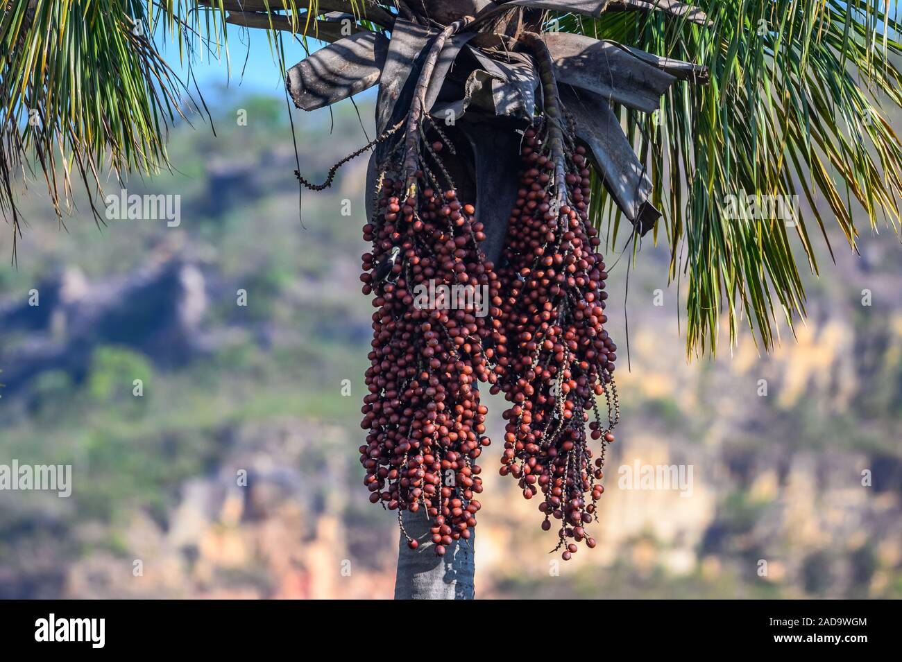 Dark Red Palm nuts hängen an Palm Tree. Brasilien, Südamerika. Stockfoto