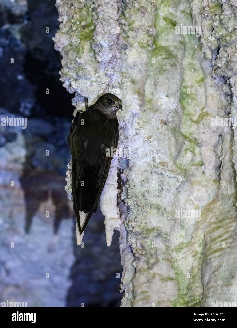 Eine Biscutate Swift (Streptoprocne biscutata) hängen an Stalaktiten in eine Tropfsteinhöhle. Goias, Brasilien, Südamerika. Stockfoto
