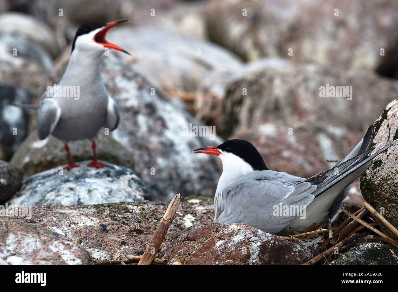 Paar Vögel. Man sitzt auf einem Nest, ein Partner in der Nähe, wie eine Wache in der Kolonie Stockfoto