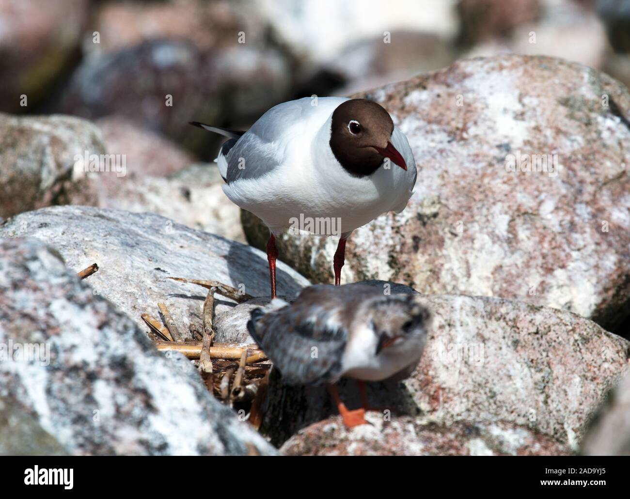 Black-headed Möwen und ihre Küken in einer Kolonie Stockfoto