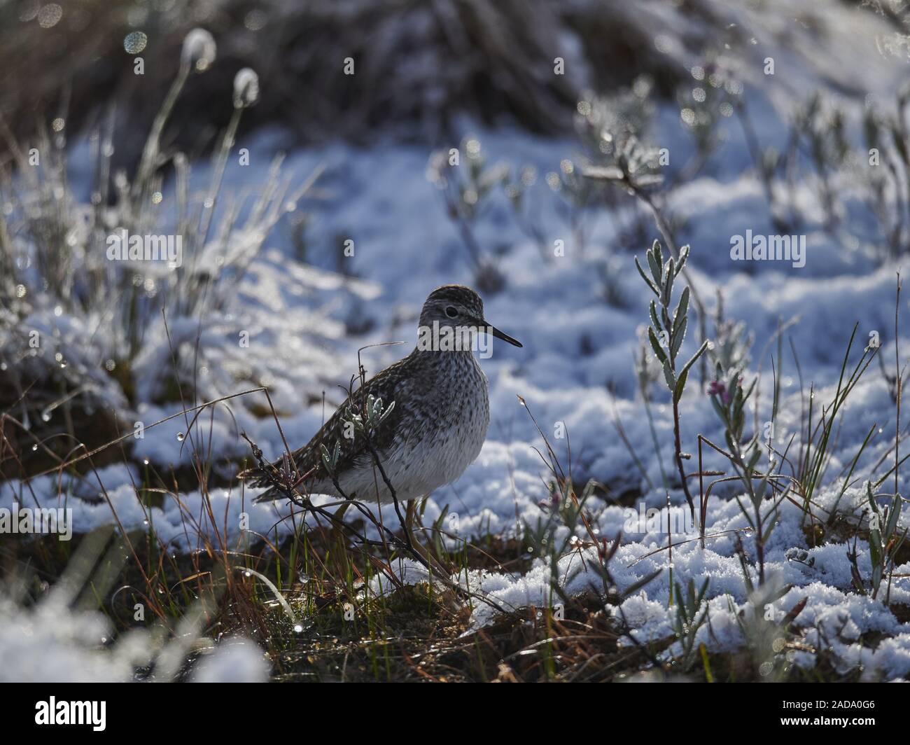 Bruchwasserläufer Stockfoto