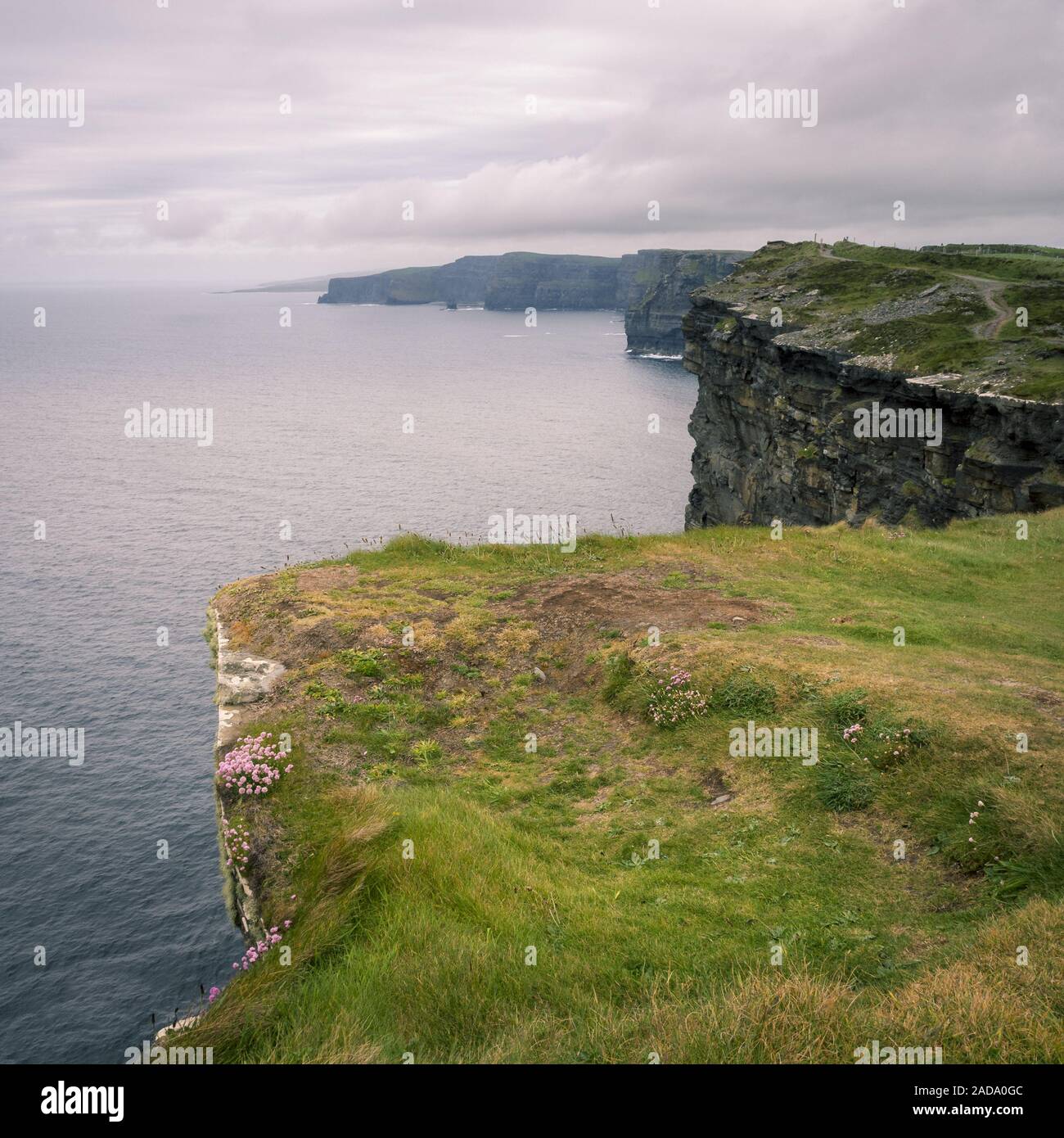 An den Cliffs of Moher in Irland Stockfoto