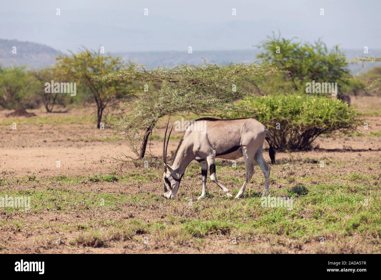 Ostafrikanische Oryx, Awash in Äthiopien Stockfoto