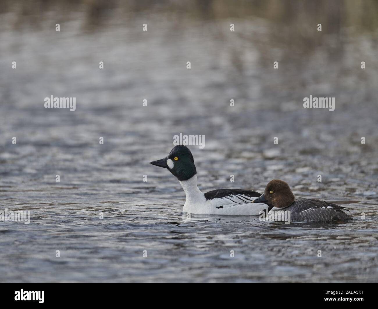 Goldeneye Stockfoto