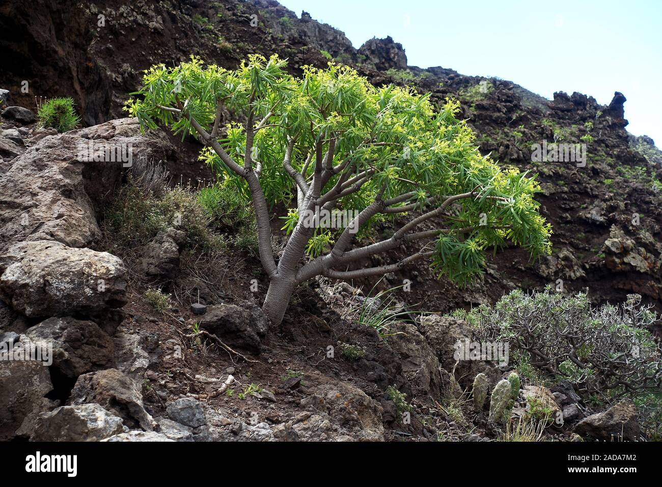 Charakteristische Vegetation am Rand der Wanderweg auf La Gomera, Spanien Stockfoto