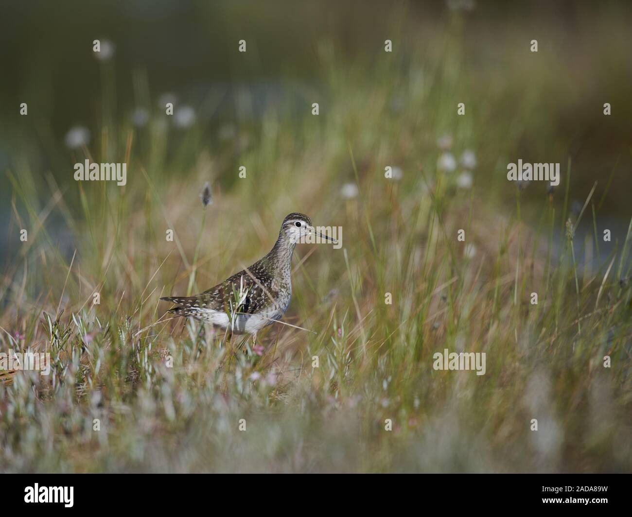 Bruchwasserläufer Stockfoto