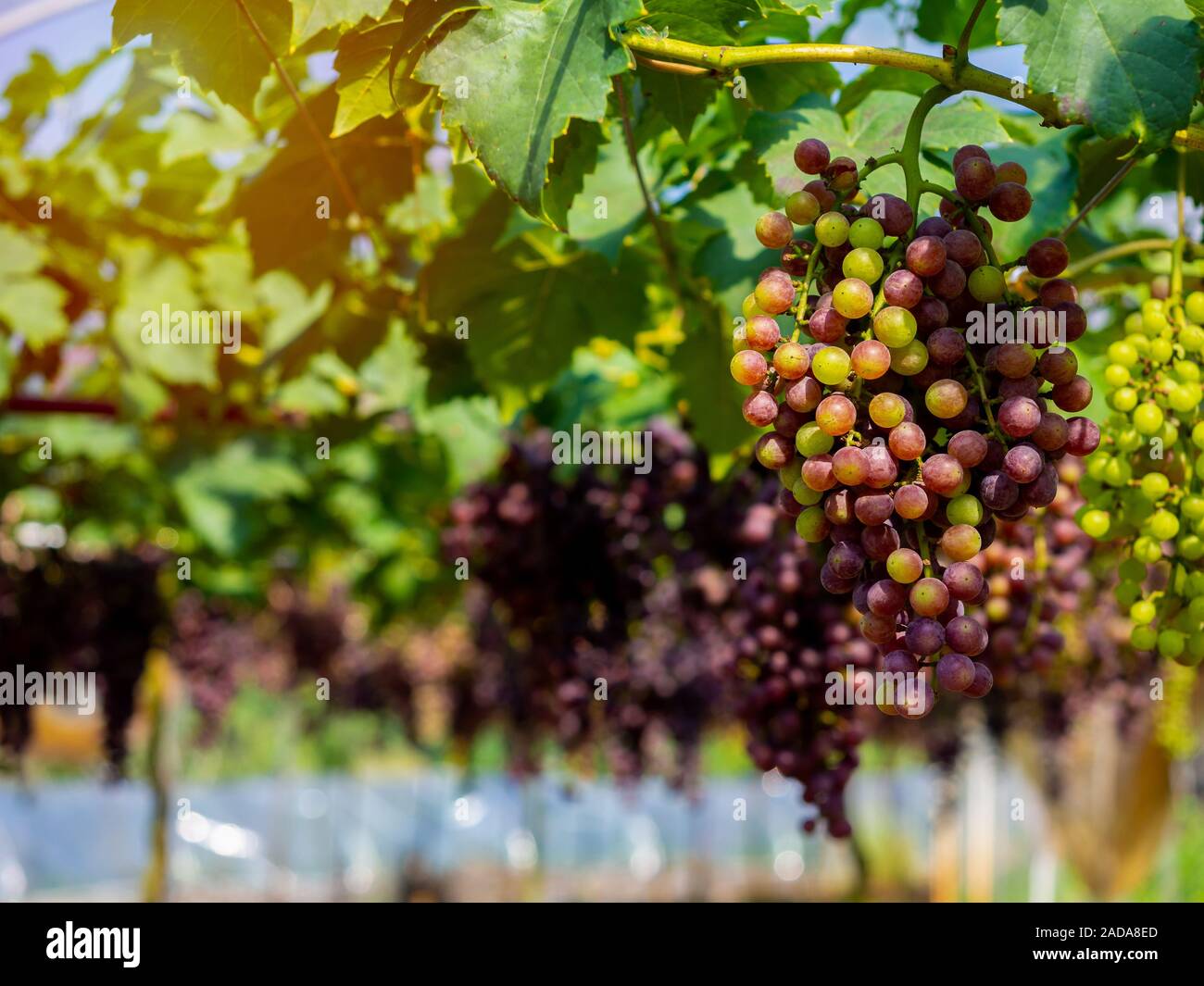 Frische Trauben im Weinberg bereit zu ernten. Dunkelblau Bündel Weintrauben Traube mit grünen Blättern im Hof aufgehängt. Stockfoto