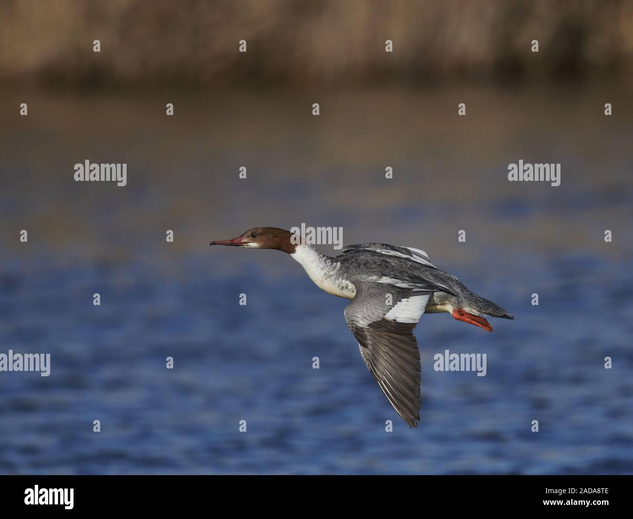 Gänsesäger Stockfoto
