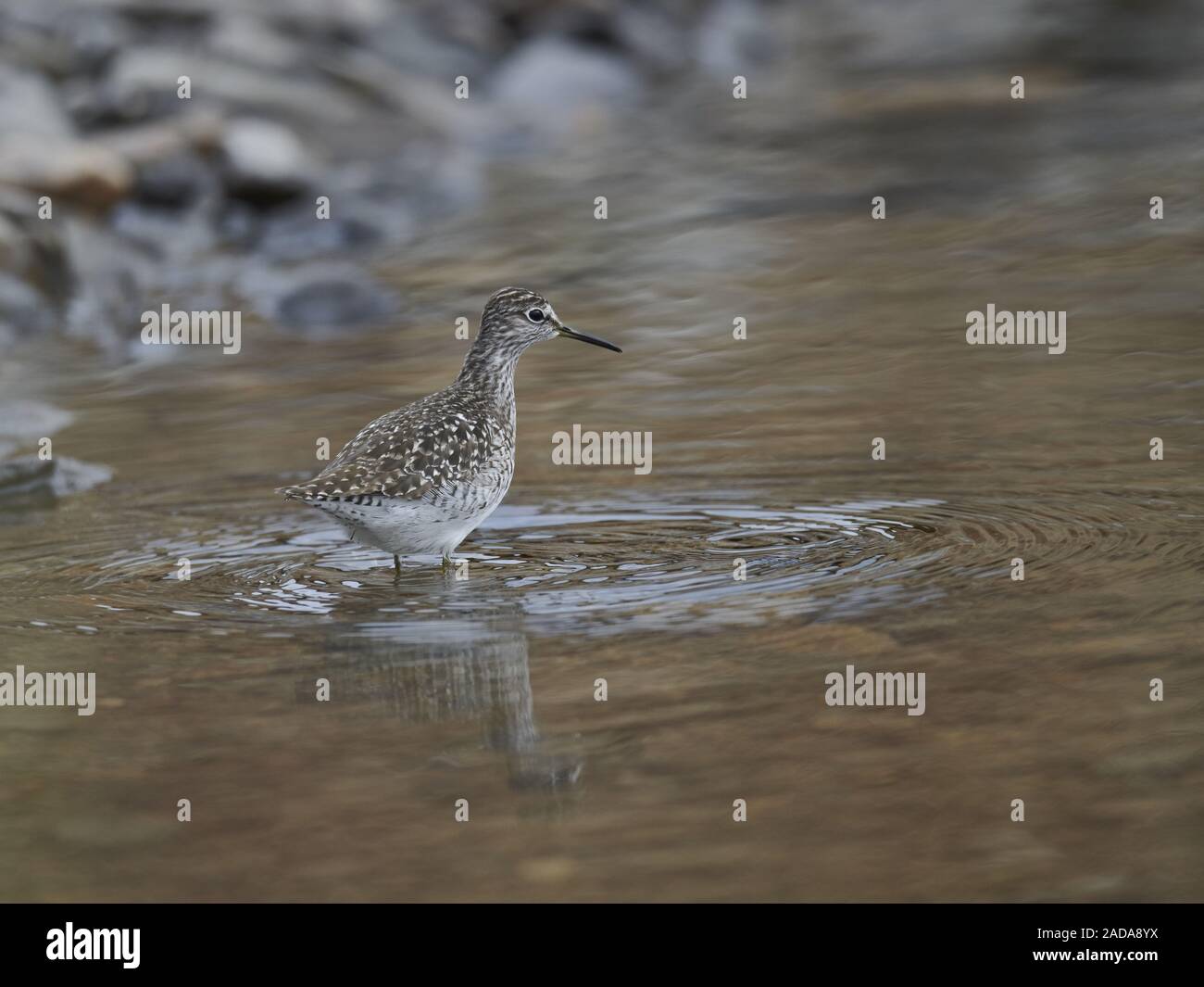 Bruchwasserläufer Stockfoto