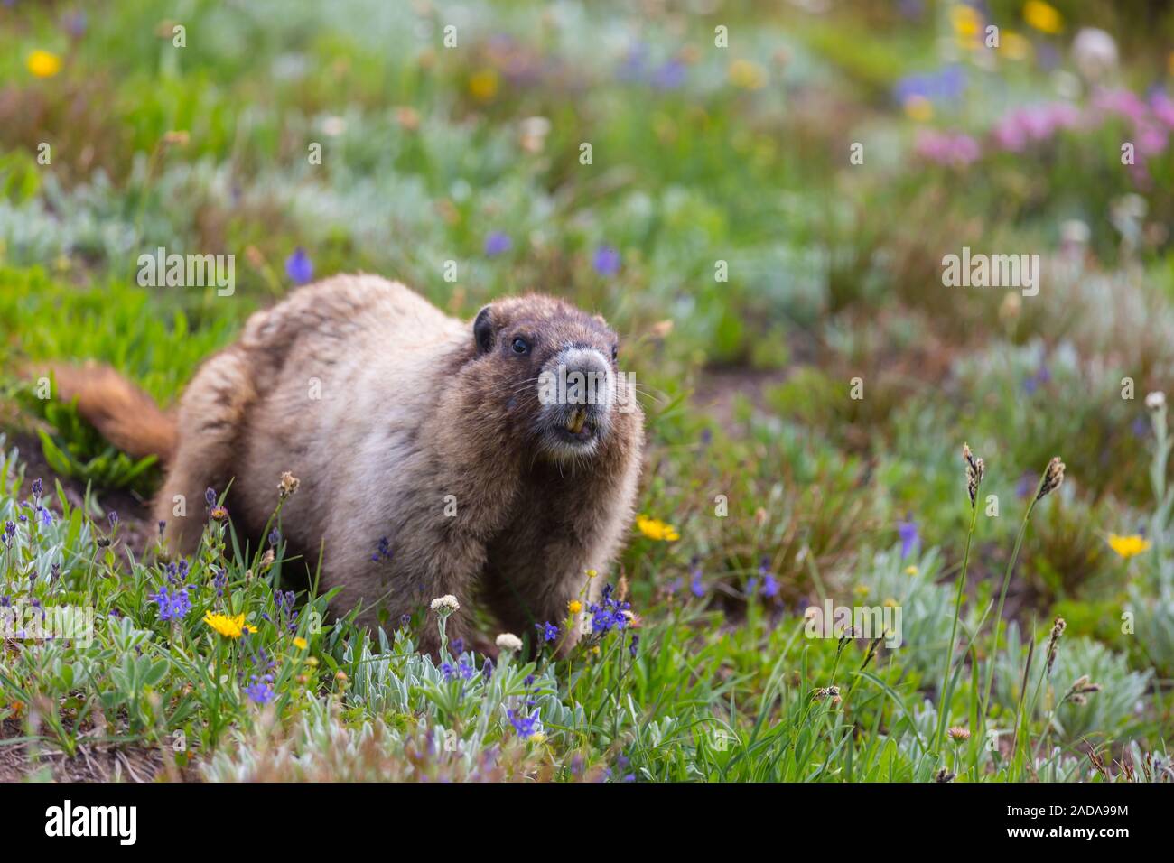 Murmeltier Stockfoto