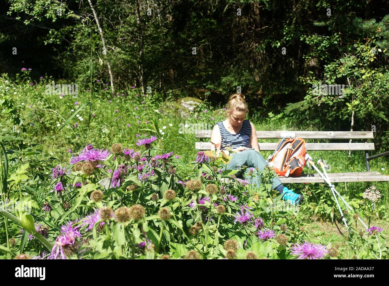 Blühende Disteln an Wiklen Ötztaler Alpen, Österreich Stockfoto