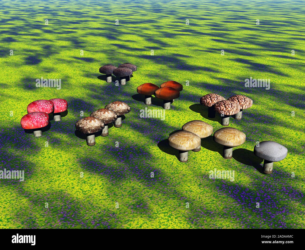 Pilze als Hexe Ring auf der Wiese Stockfoto