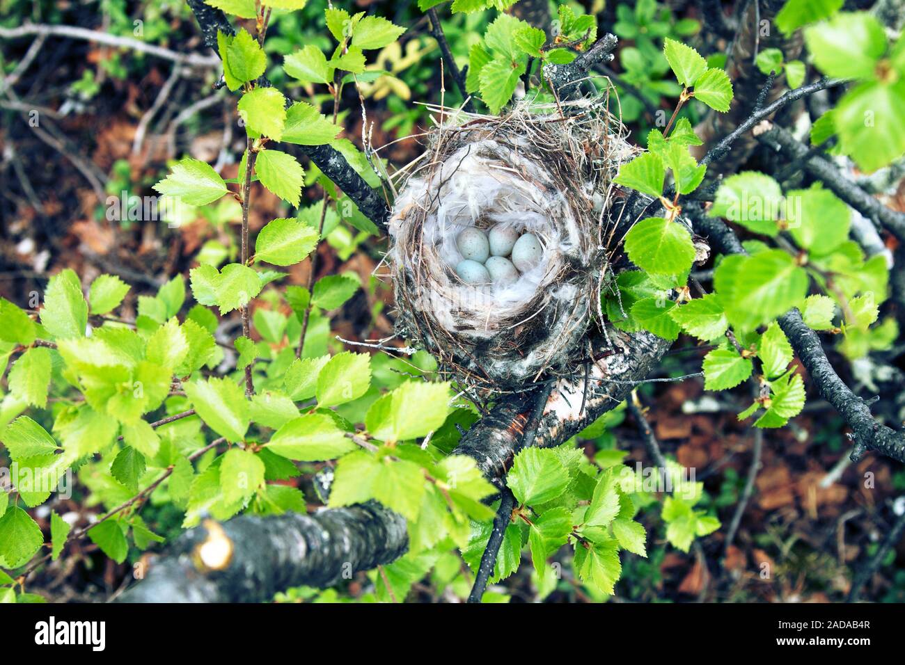 Gemütliche Arktis redpoll (Acanthis hornemanni) Nest Stockfoto