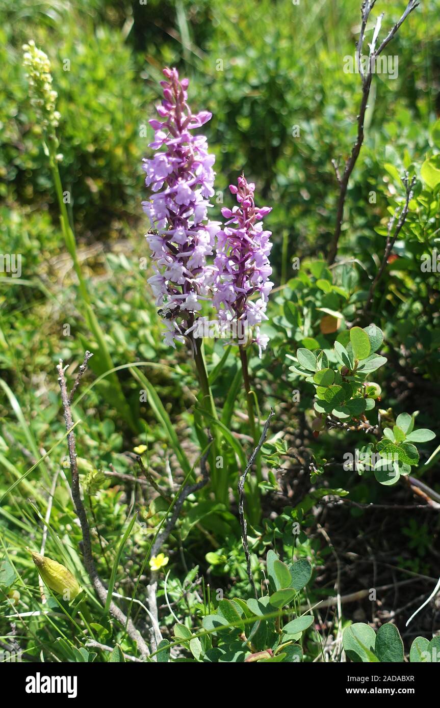 Blühende alpine Pflanzen am Rande des Wanderweges, Ötztal, Österreich Stockfoto