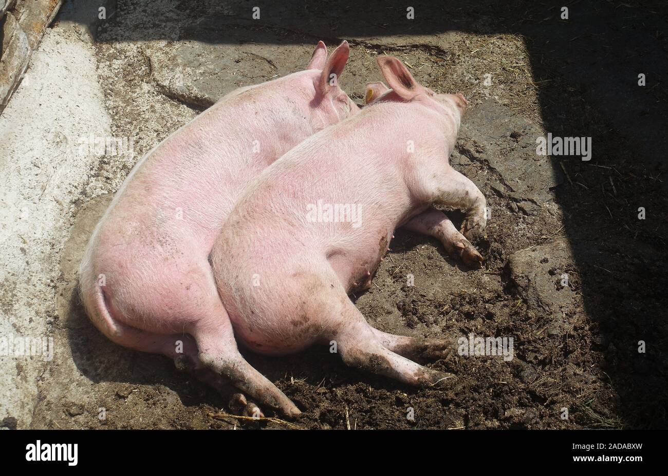 Schweine Sonnen in der Suhle, Ötztal, Österreich Stockfoto
