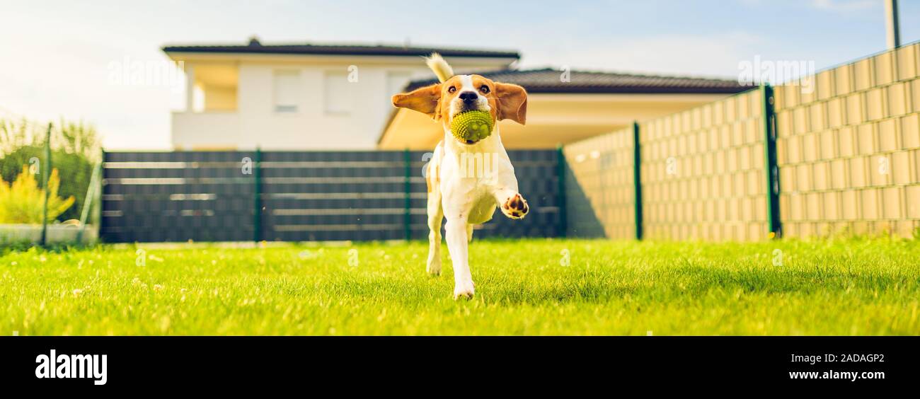Hund Grimassen und läuft über Hinterhof. Lustige beagle Hund 5 Jahre alt. Haarart glatt Stockfoto