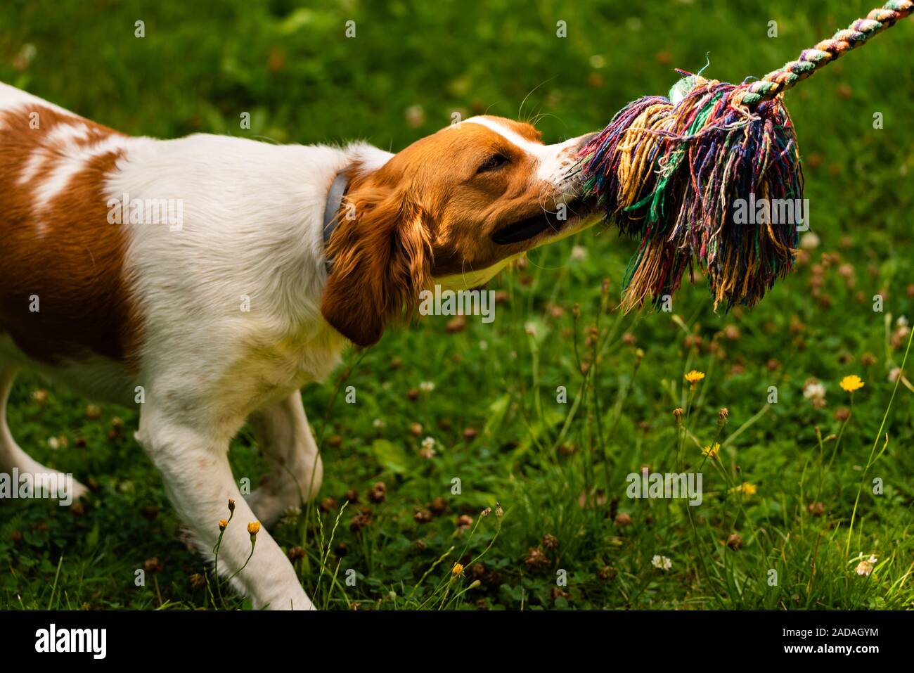 Bretagne Hund Welpen spielen im Freien Tauziehen. Stockfoto