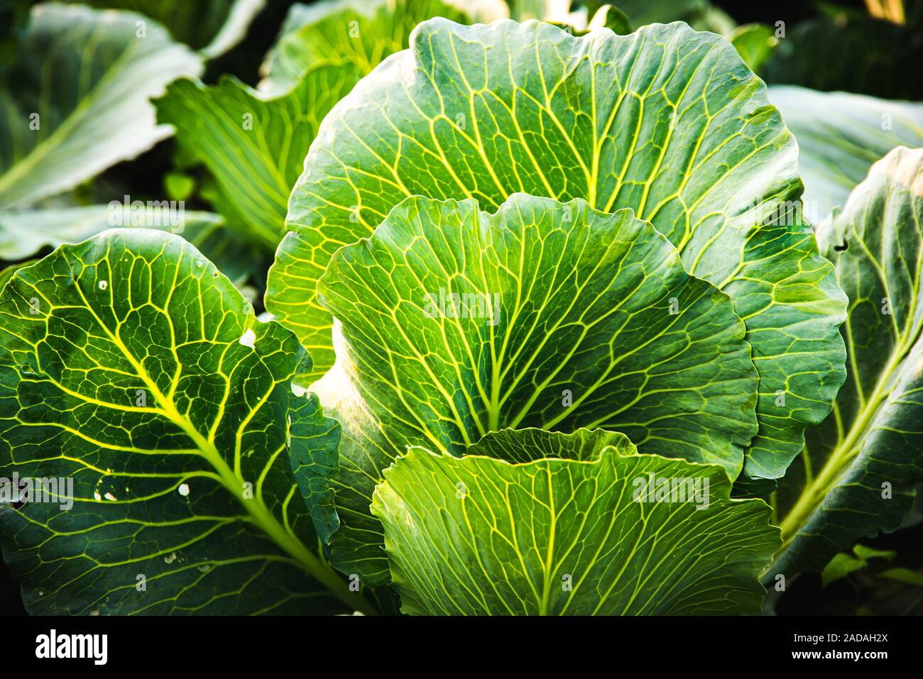 Grüne Kohl headd wachsen auf dem Feld. Stockfoto