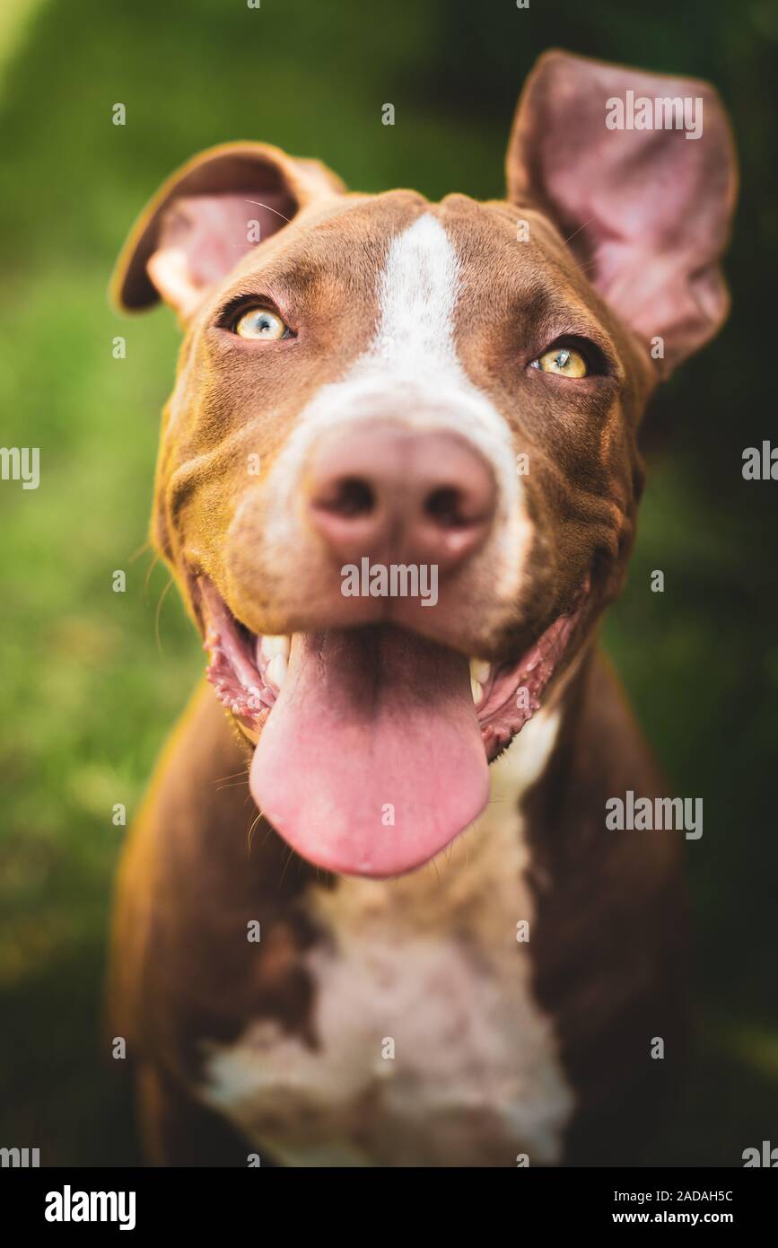 Junge pitbull Staffordshire Bull Terrier in den Garten schaut in Richtung Kamera mit herausgestreckter Zunge portrait Stockfoto