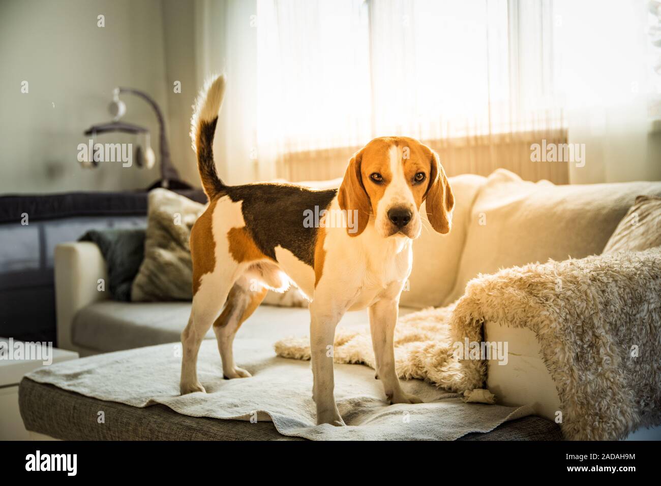 Reinrassige beagle Hund auf der Couch Sofa im Wohnzimmer zuhause Stockfoto