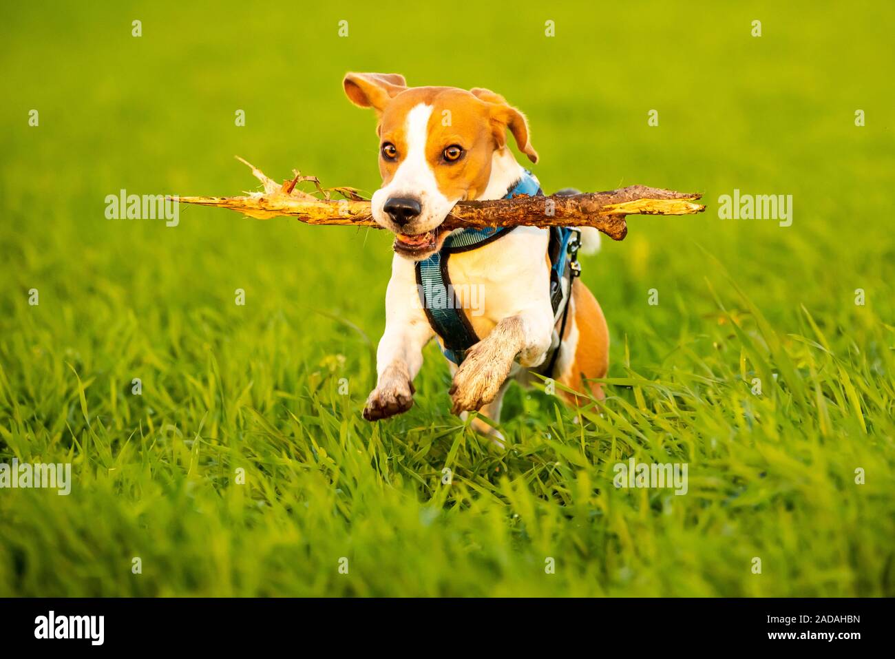 Ein Beagle Hund läuft mit einem Stock im Maul in einem Gras Feld im Sonnenuntergang in Richtung Kamera Stockfoto