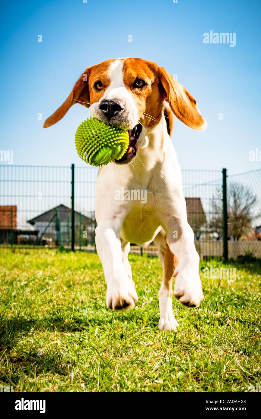 Beagle Hund läuft im Garten in Richtung Kamera mit Seil Spielzeug. Sonnigen Tag Hund holen ein Spielzeug. Stockfoto