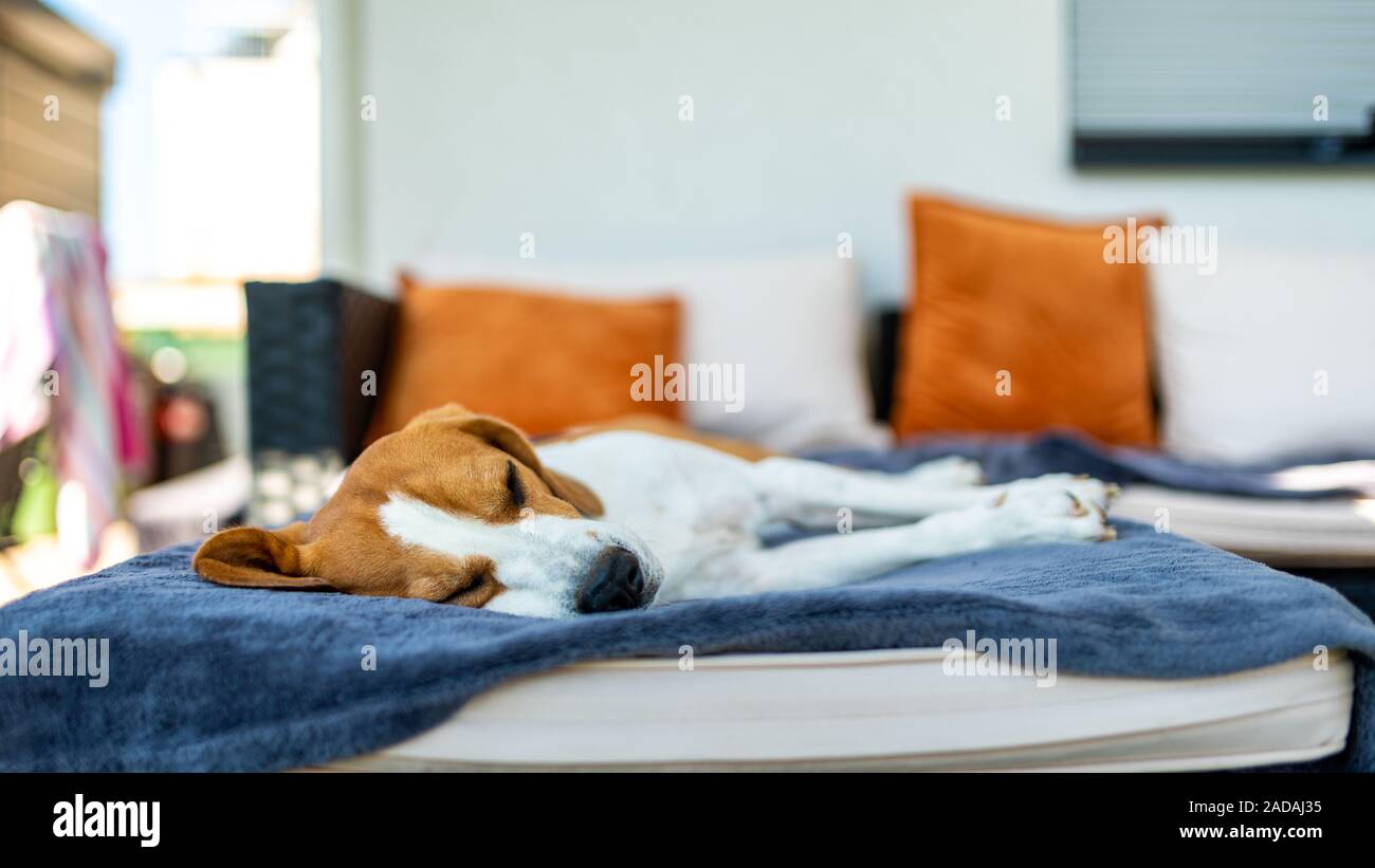 Beagle Hund schlafen auf einer Couch im Freien im Schatten. Stockfoto