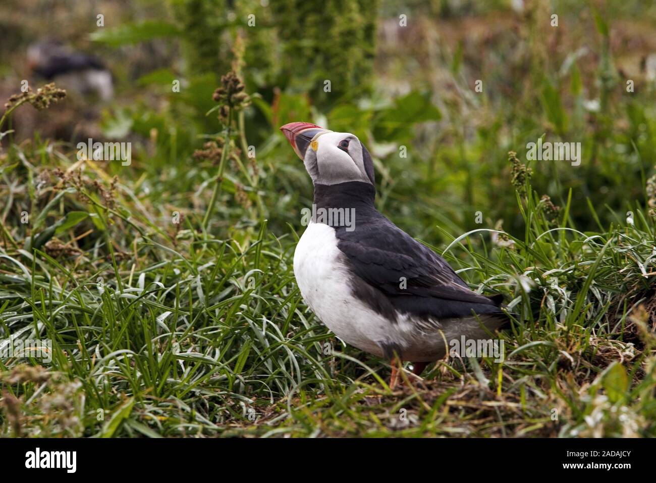 Papageitaucher, gemeinsame Papageitaucher (Fratercula arctica), Hafnarholmi, Island Stockfoto