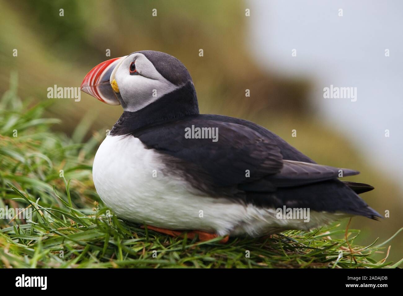 Papageitaucher, gemeinsame Papageitaucher (Fratercula arctica), sitzend, Seitenansicht, Hafnarholmi, Island Stockfoto