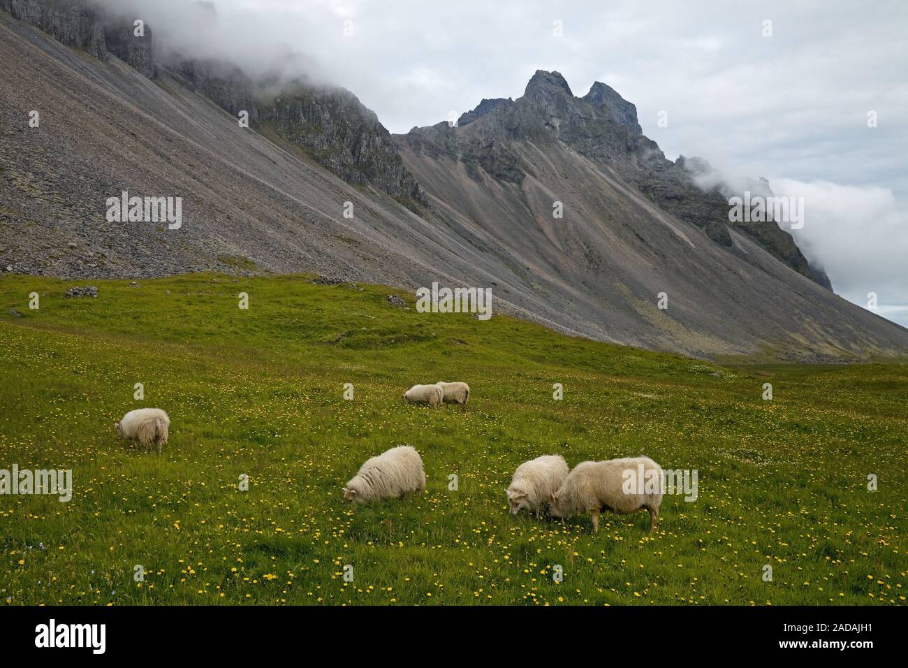 Inländische Schafe (Ovis ammon f. aries), Herde, Vestrahorn, Island Stockfoto