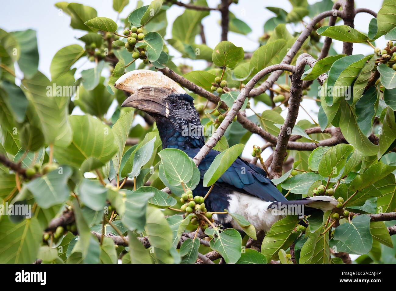 Vogel, silbrig ist Hornbill, Äthiopien Tierwelt Stockfoto