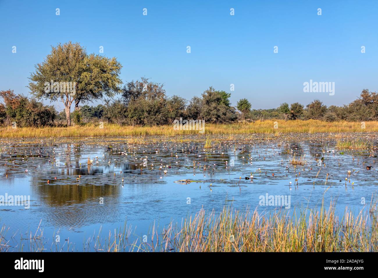 Typisch afrikanische Landschaft, Bwabwata, Namibia Stockfoto